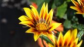 GAZANIA
'MAGIC' image