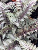 Athyriumn. 'Crested Surf'