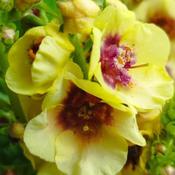 Verbascum ‘Dark Eyes’ ® image