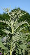 Cynara cardunculus image