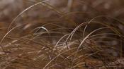Carex comans 'Bronco' image