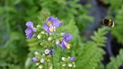 Polemonium cae. 'Bambino Blue' image