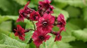 Primula jap. 'Miller's Crimson image