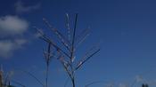 Miscanthus sin. 'Ferner Osten’ image