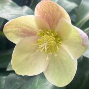 Helleborus ViV 'Valeria' image