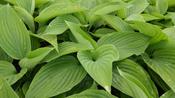 Hosta 'Empress Wu' image
