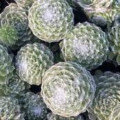Sempervivum ar. Tomentosum image