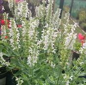 Salvia nemerosa 'Schneehugel' image