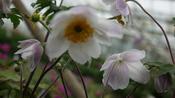 Anemone 'Ruffled Swan' image