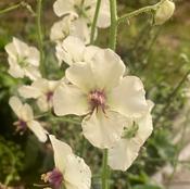 Verbascum blattaria ‘White Blush’ image