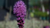 LIATRIS SP.
'KOBOLD' image