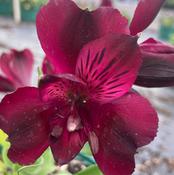 Alstroemeria Inticancha 'Dark Purple' image