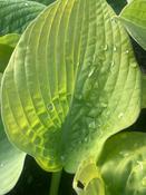Hosta 'Golden Waffles' image
