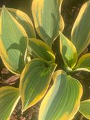 Hosta Autumn Frost image