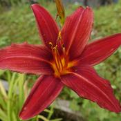 Hemerocallis 'Crimson Pirate' image