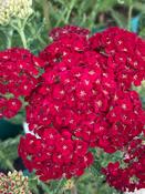 Achillea millefolium 'Pomegranate' (Tutti Frutti Series) image