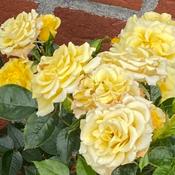 Rosa ‘Flower Power Gold’ image