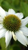 ECHINACEA P.
'POW WOW WHITE' image