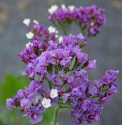 Limonium 'Salt Lake' image