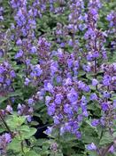 Nepeta 'Purrsian Blue' image