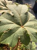 Tetrapanax
papyrifera
"Rex" image