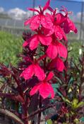 Lobelia Starship 'Deep Rose' image