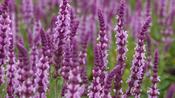 Salvia 'Sensation Pink' image
