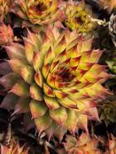 Sempervivum
"Bronco' image