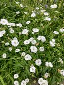 Silene alpestris ‘Starry Dreams’ image