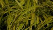 Hakonechloa
'All Gold' image