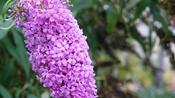 Buddleja Buzz ‘Lavender’ image