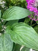 Hosta seboldiana ‘Elegans’ image
