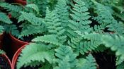 Polystichum setiferum image