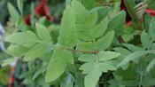 Osmunda regalis 'Purpurascens'
