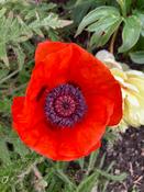 Papaver Orientale 'Allegro' image