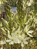 Camassia caerulea 'Alba' image