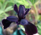 Iris chrys.'Black Form' image