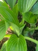 Hosta 'Devon Green' image