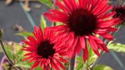 ECHINACEA
'SUNSEEKER'S
ORANGE' image