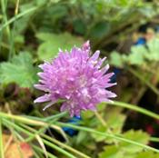 Chives image