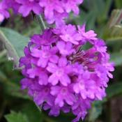 Verbena rigida 'Venosa' image