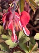 Dicentra ‘Valentine’ image