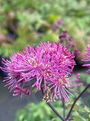Thalictrum
'Little
Pinkie™ image