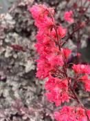 Heuchera 'Timeless Treasure' ® image