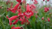 Penstemon 'Rubicundus' image