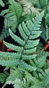 Dryopteris Lepidopoda image