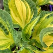 Hosta 'Happy Dayz' image