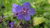 Geranium pratense 'Midnight Reiter' image