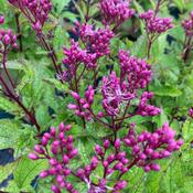 Eupatorium purp. ‘Ruby’ image