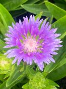 Stokesia ‘Mel's Blue" image